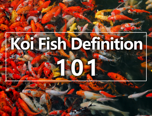 Koi Fish Definition