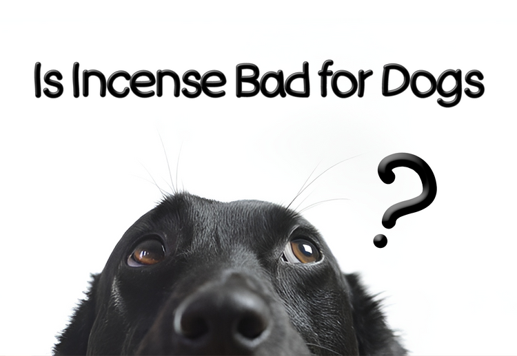 Is Incense Bad for Dogs?