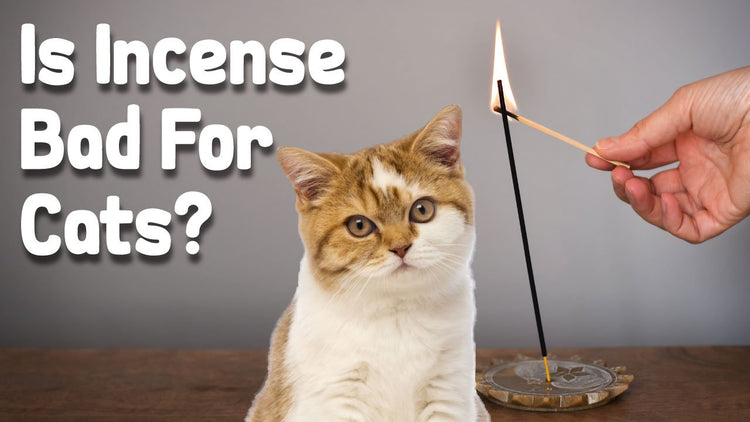 Is Incense Bad for Cats?